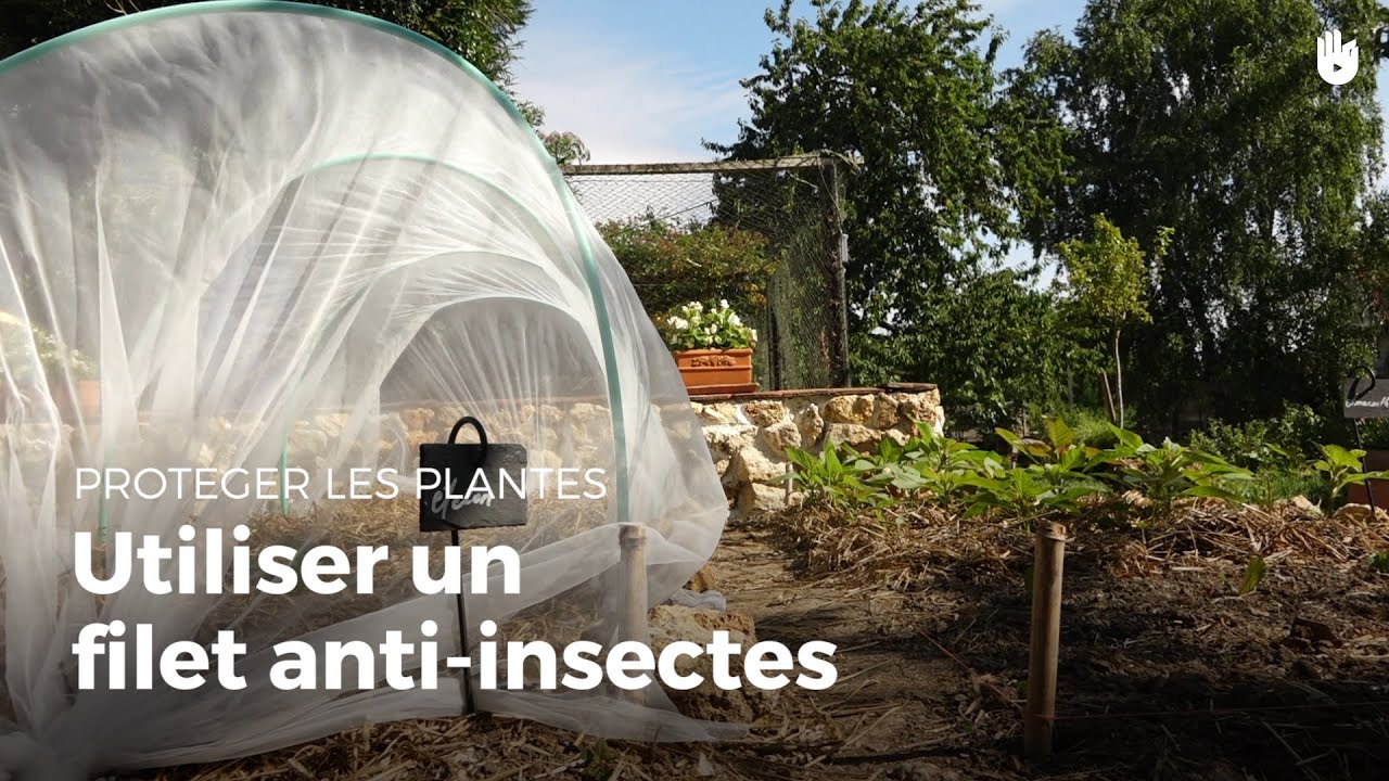 Utiliser un filet anti-insectes