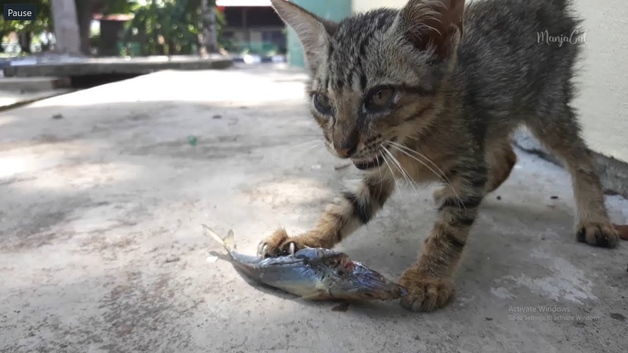 Poor kitten hungry until body very thin plus sound changes