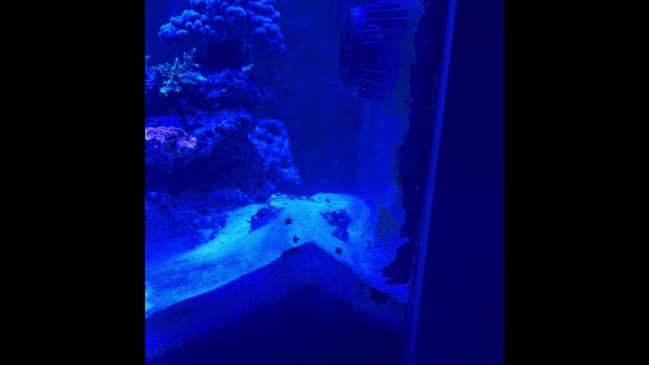 China wrasse bed time