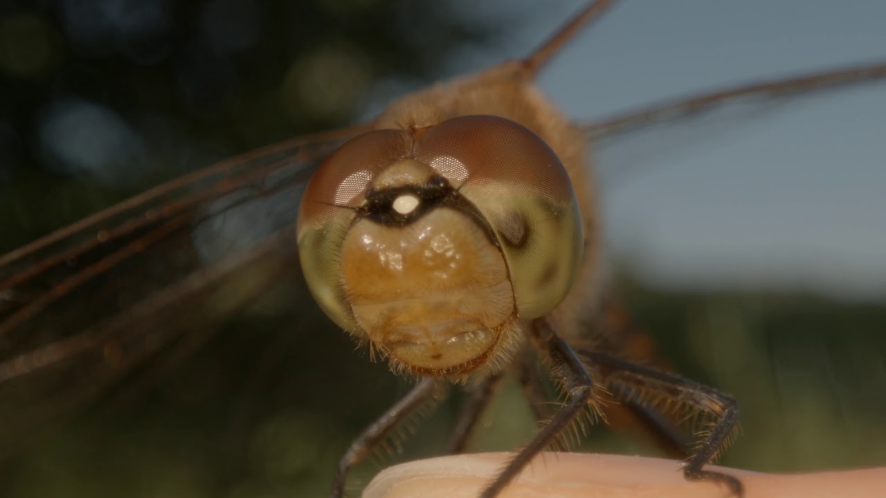 Laowa 24mm f/14 2x Macro Probe Lens Test Footage