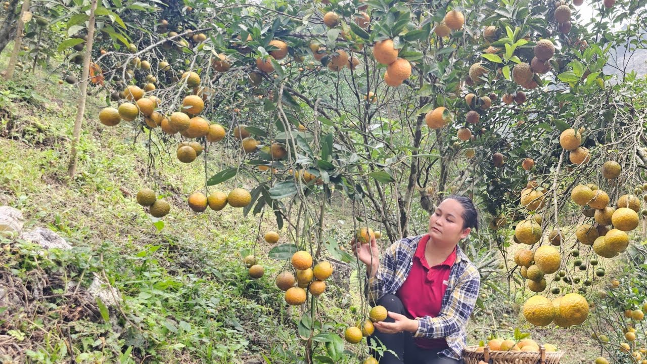 A peaceful life of a small family living on a small farm.| Ly Thi Coi