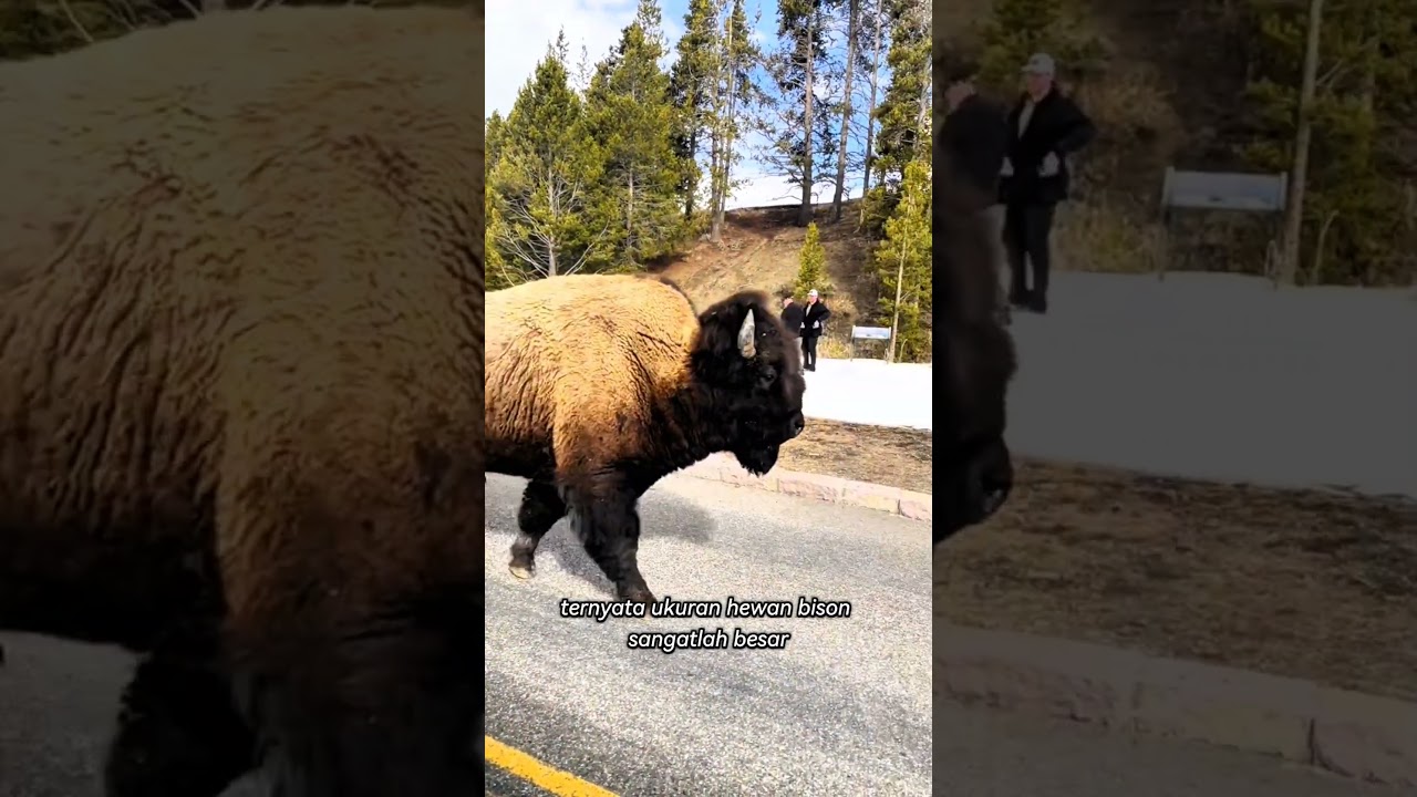 Bison raksasa #giantanimals #amazing #animals #wildlife