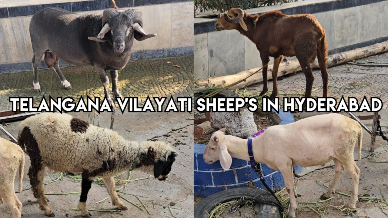 Telangana potla sheep's vilayati baby sheep's available in Hyderabad | vilayati neela menda in Hyd