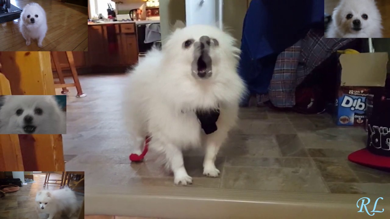 Gabe the dog - starman