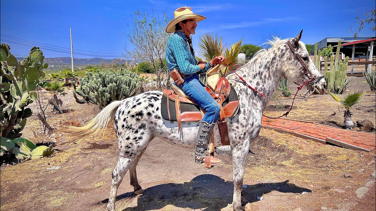 COMO CORREGIR LA RIENDA A UN CABALLO APPALOOSA #parientesdelrancho  #martinloza