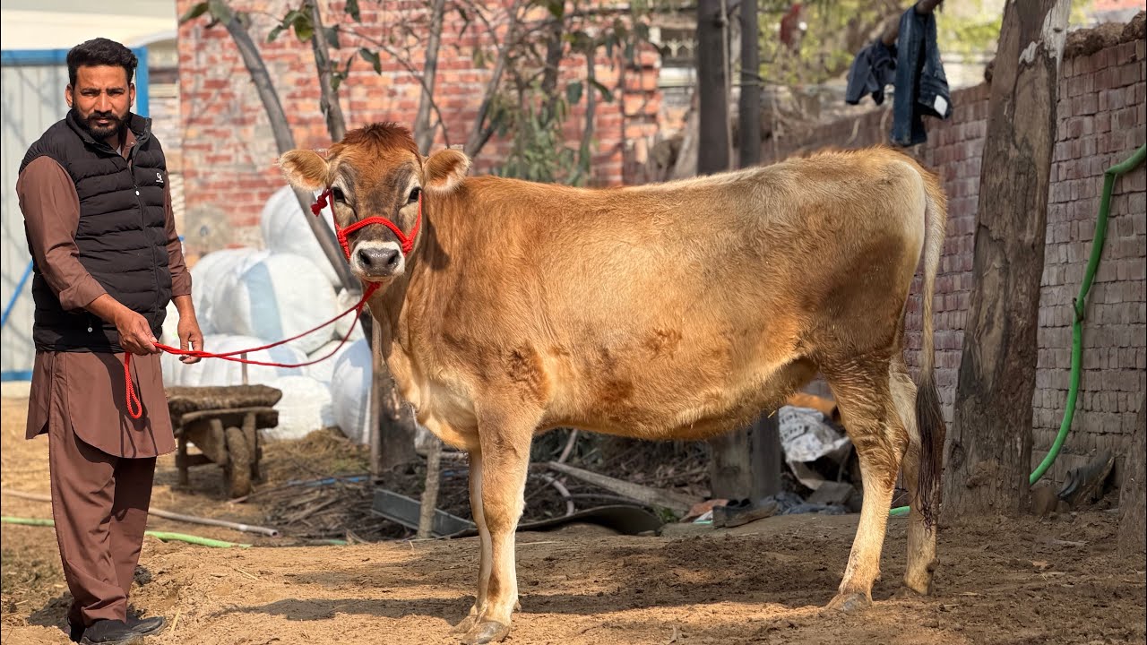 98778-6289, 79735-50846,  ਜਰਸੀ ਅਤੇ ਐਚ ਐਫ ਗਾਵਾਂ ਵਿਕਾਊ ਪਿੰਡ ਹਡਿਆਇਆ ਬਰਨਾਲਾ