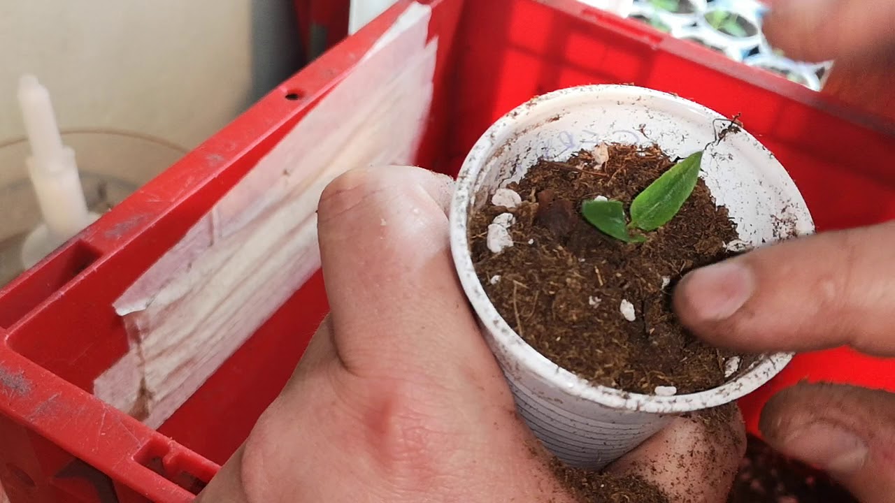 Chili átültetés, világítás tapasztalatok