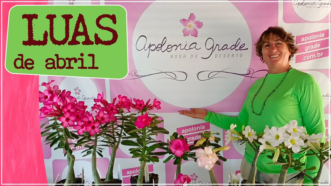 ROSA DO DESERTO E AS FASES LUNARES