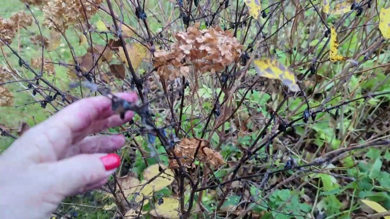 03.11.24.Дача..Белки носятся по деревьям😂Собираю последние ягоды..