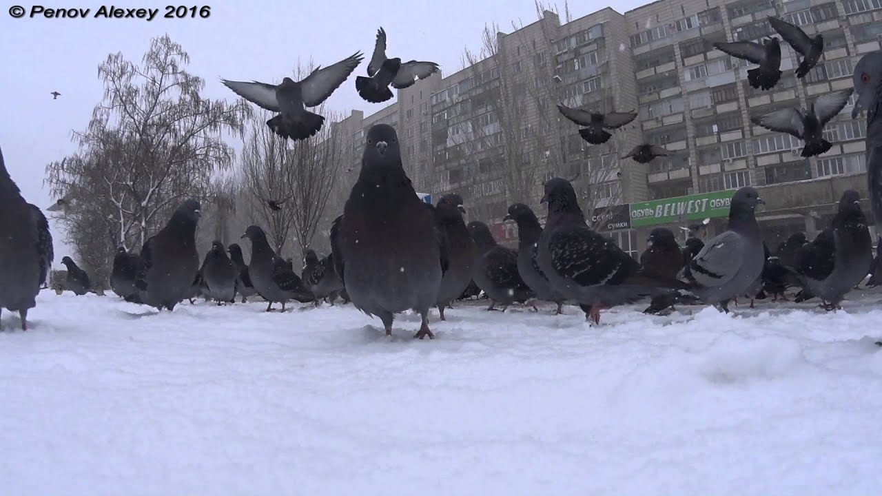 VIDEO TEST  Sony HDR-AS100V (Angry Birds)