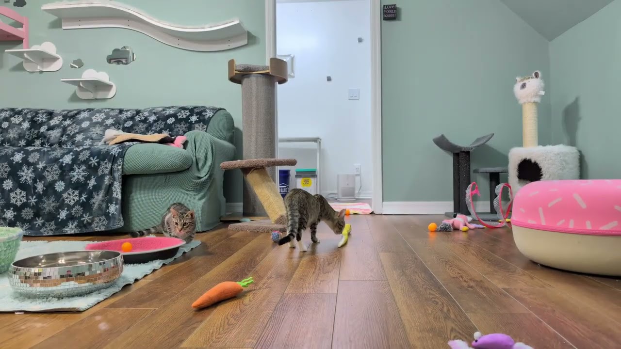 Nightcaps: Tossing toys for the kittens