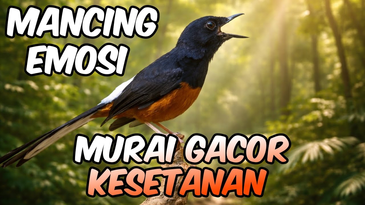 Murai batu Gacor Kesetanan Lawan Auto Nyaut Emosi Tinggi | Pancingan Murai Kesetanan Nembak kasar