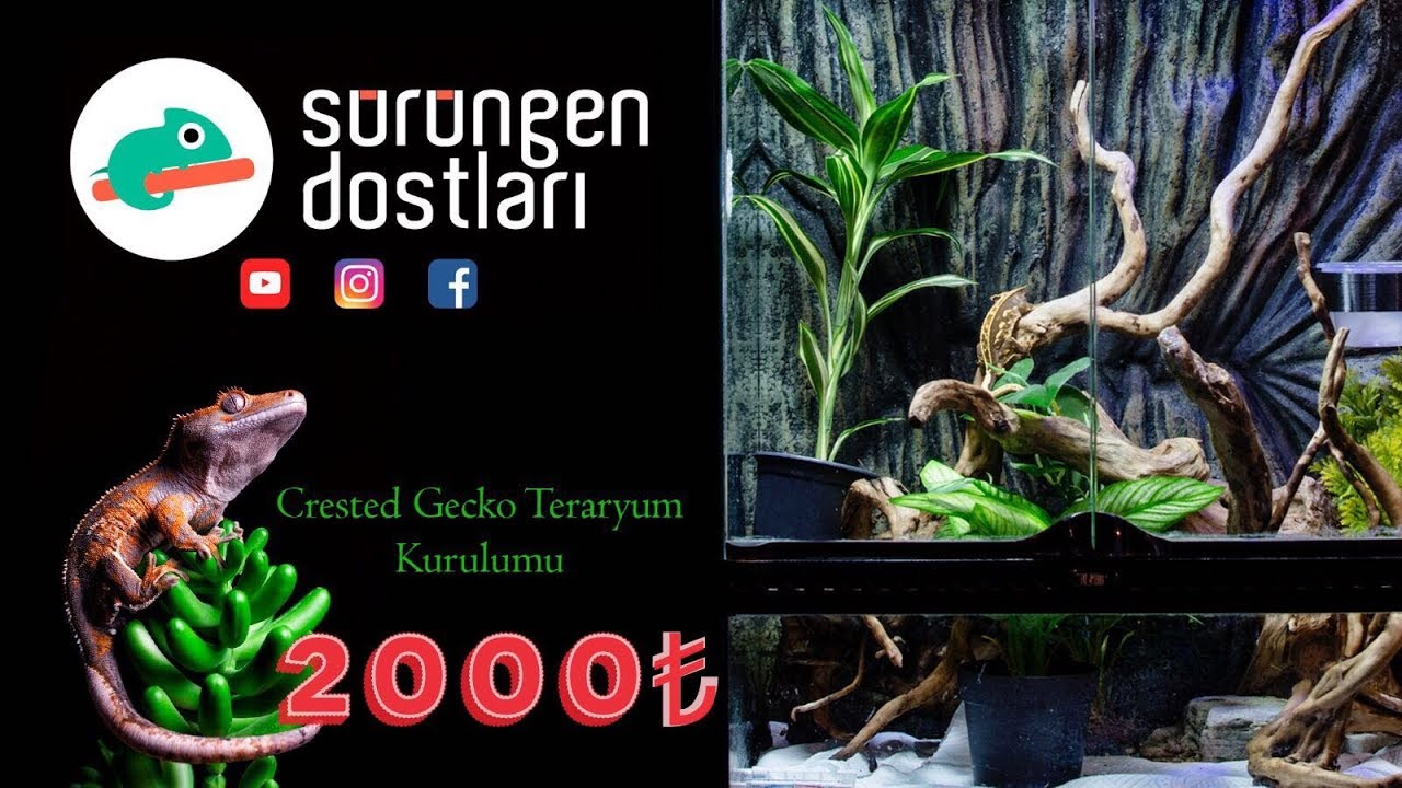 Ağaç Türü Sürüngenler İçin Teraryum Kurulumu Bütçe: 2000₺ [ Gecko, Bukalemun vs ]