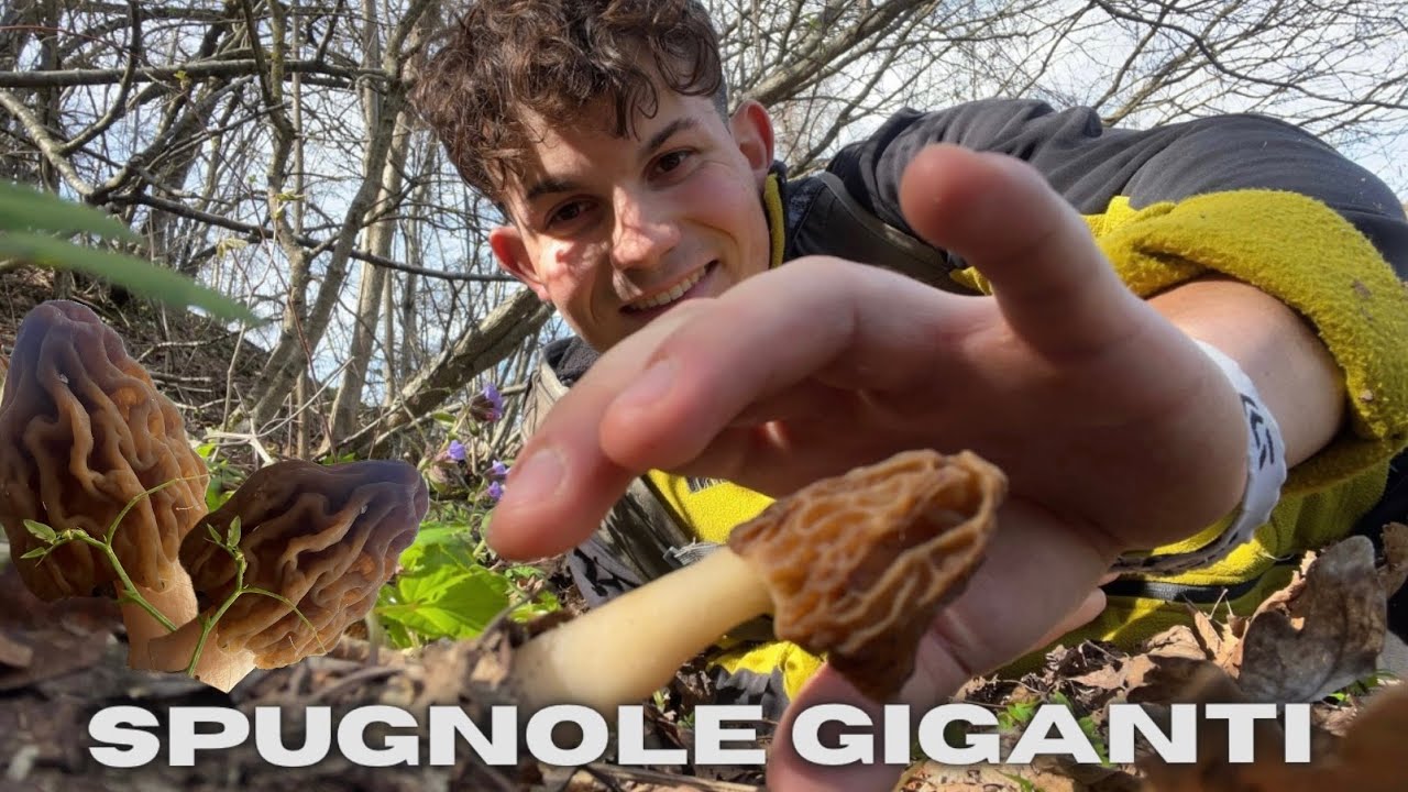 COME CERCARE le MORCHELLE o SPUGNOLE -consigli generali-