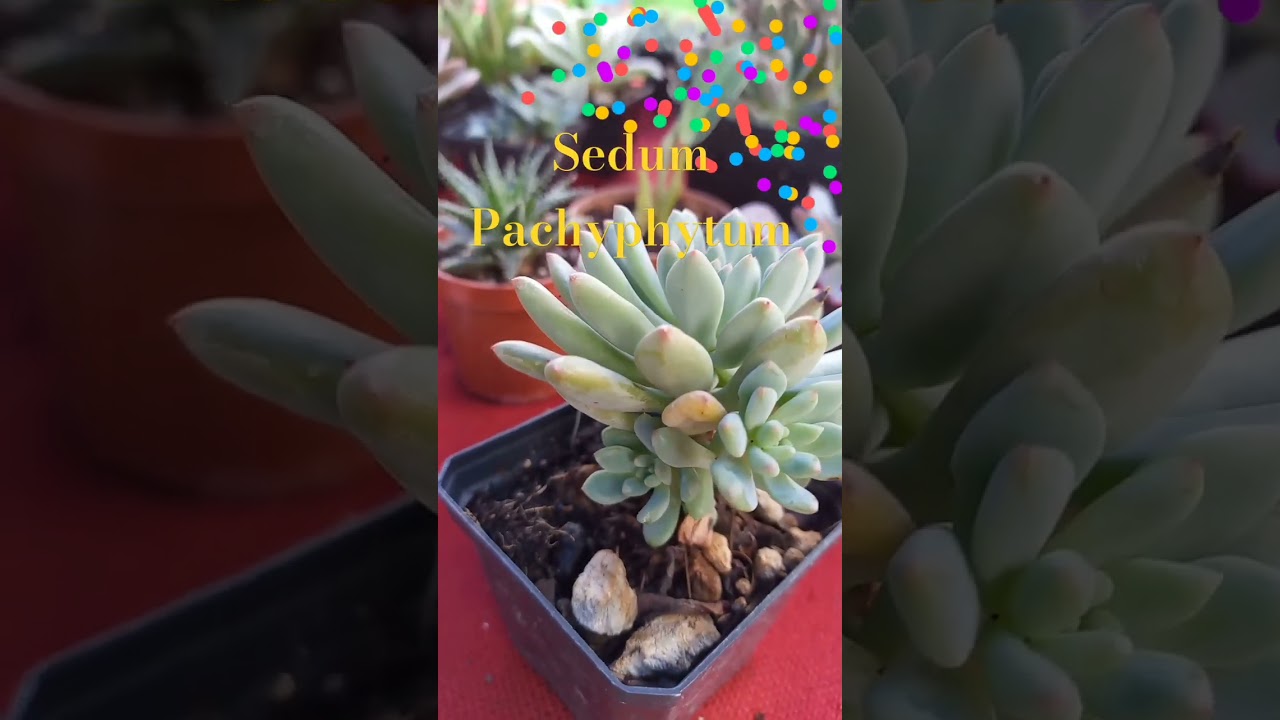 suculenta Sedum Pachyphytum Hookeri