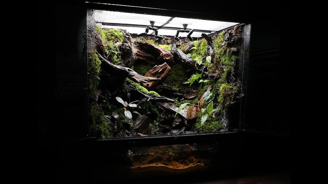 'Two Pools Between Driftwoods' Making a Paludarium | '유목사이에 있는 두개의 웅덩이' 팔루다리움 만들기