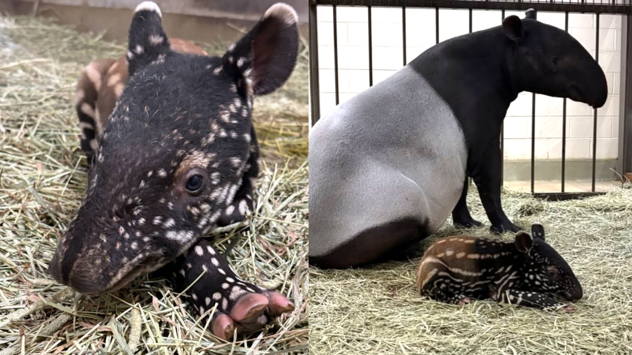 IT'S A WATERMELON ON LEGS! Meet the Calgary Zoo's NEW Baby Tapir!