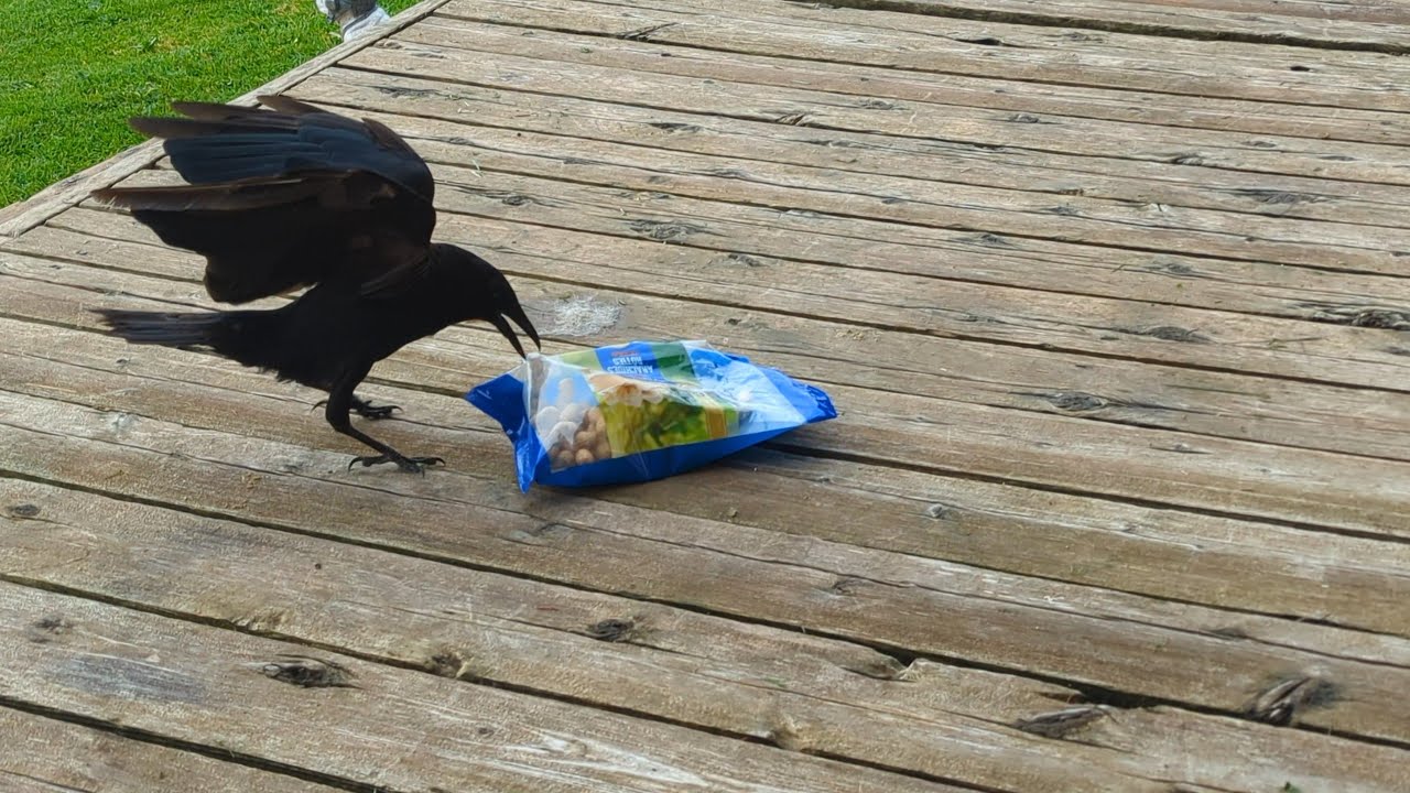 Crow Sees A Whole Bag of Peanuts 