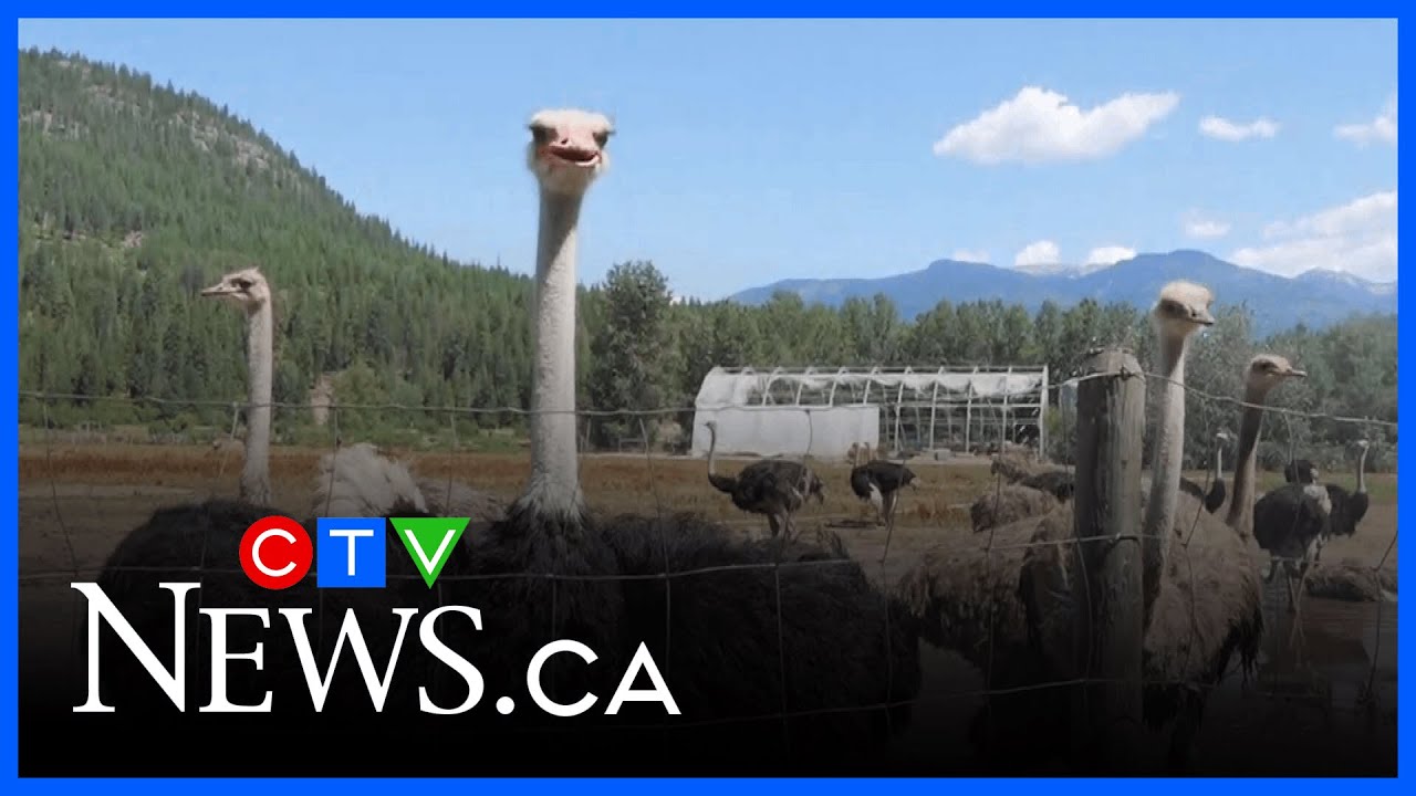 Deadline for CFIA to respond to ostrich cull