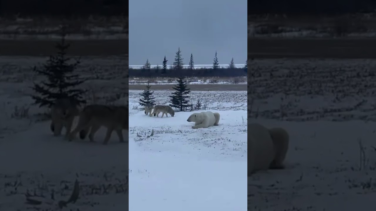 I wouldn't do it! Wolves meet polar bear at Nanuk Polar Bear Lodge. 
