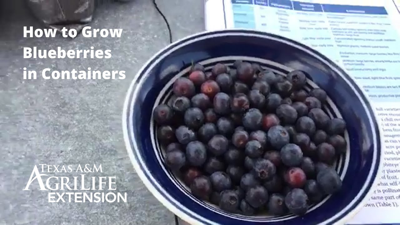 How to Grow Blueberries in Containers