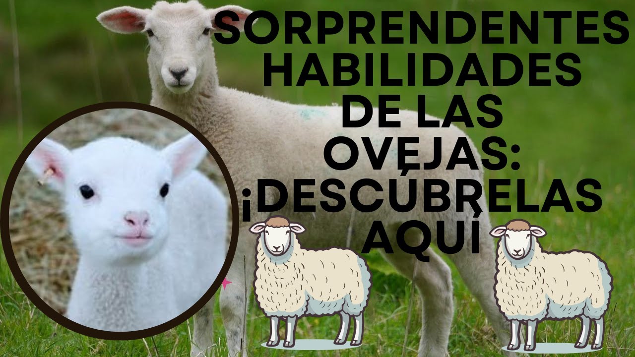 🐑✨Todo sobre las ovejas : Características y Cuidados🐑✨