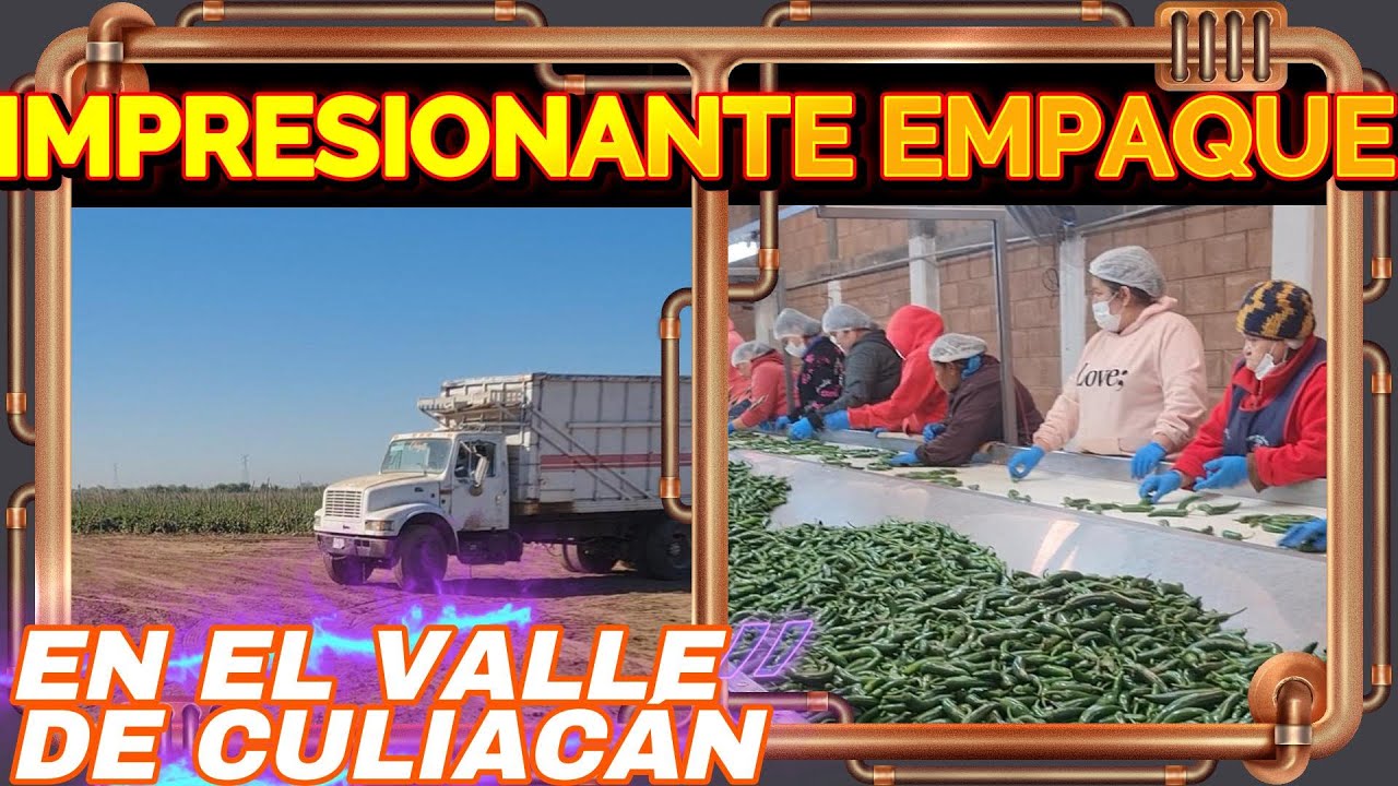 EN PLENA PRODUCCIÓN ASÍ OPERA UN EMPAQUE EN EL VALLE AGRÍCOLA DE CULIACÁN.🐴🐴🐴