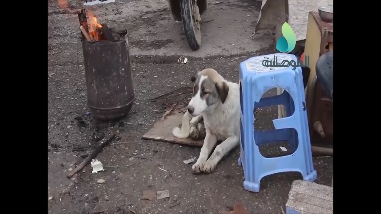 إنتشار ظاهرة الكلاب السائبة بشوارع الموصل وسط مطالبات من الاهالي لوضع حد لها