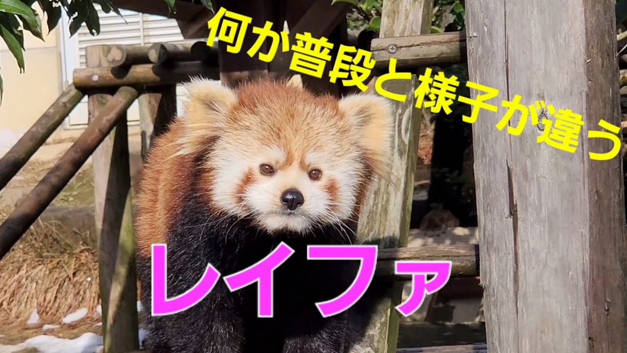 【いつもと様子が・・・レッサーパンダのレイファ】～Nishiyama Zoo red pandas～