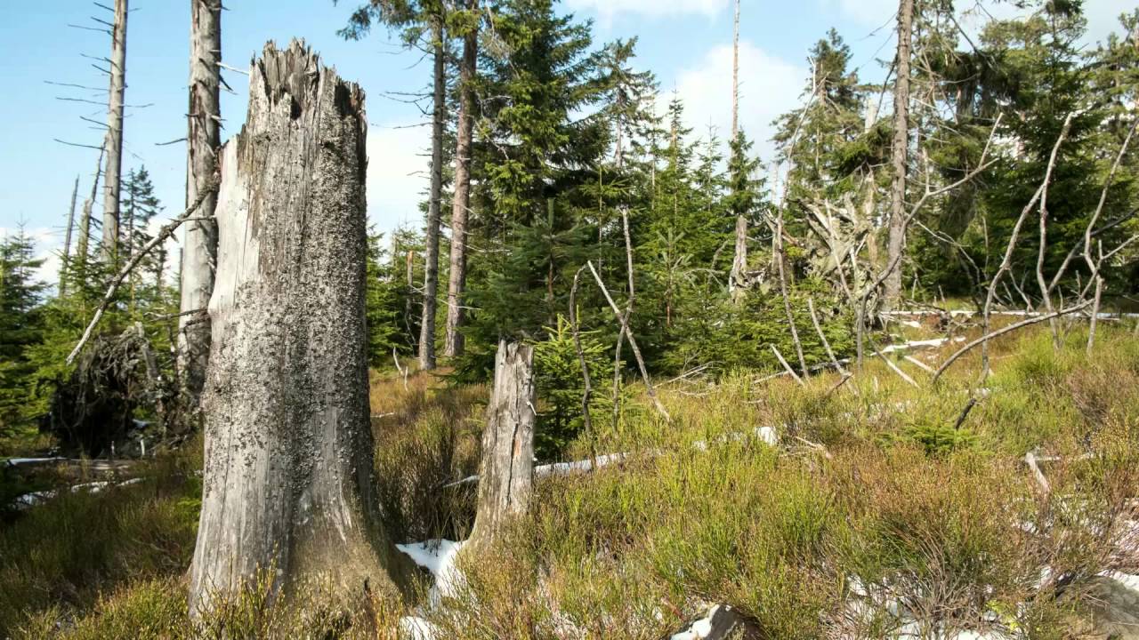 Der Schwarzwald - Folge 01: Der Schwarzwald - Grüner Dreiklang im Südwesten