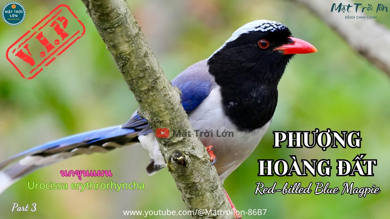 ✅Tiếng chim Phượng hoàng đất mồi chuẩn không tạp âm | Red-billed Blue Magpie call (P3) - Video 4K