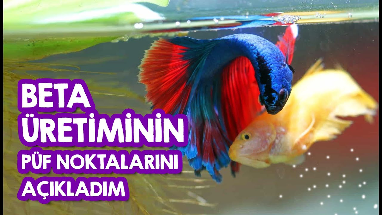 Beta üretiminin püf noktalarını AÇIKLIYORUM!!!