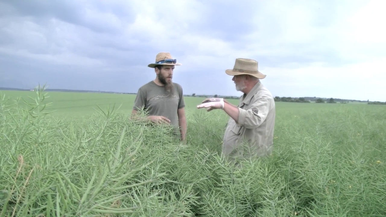 Farma Chmel Vojtěch Švarc - řepka - kombinace trpaslíku a vzrůstné