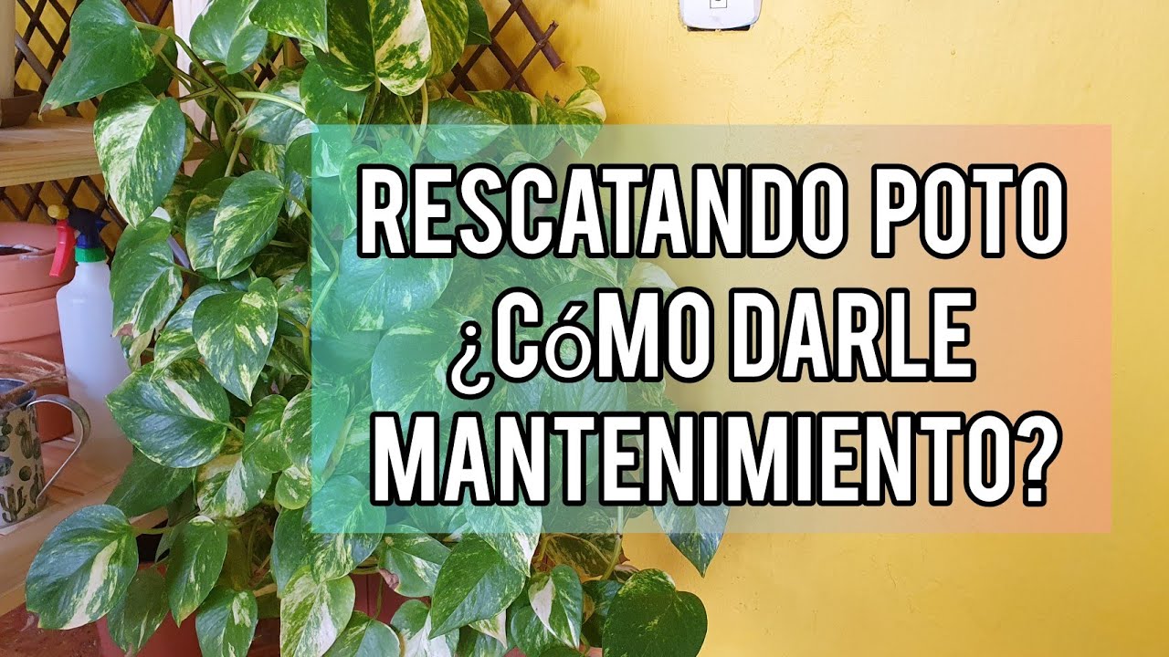 Rescatando Poto / Mantenimiento de Potos / Jardín Suculento