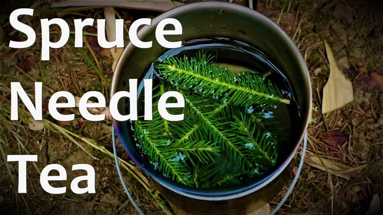 Spruce Needle Tea in the Woods | Bushcraft Skills | Chillin with Rusty | No Talking, Just Nature