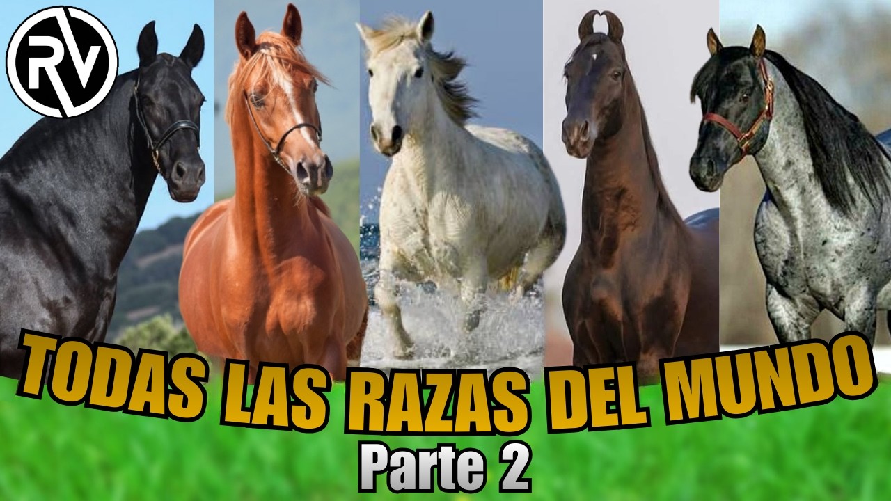 ¡Conoce TODAS las Razas de Caballos del Mundo! Parte 2