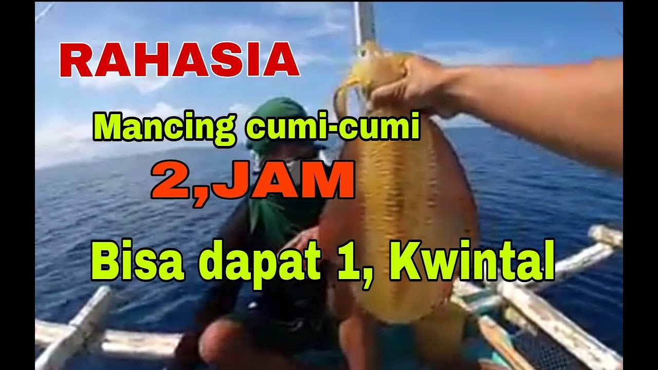 MANCING CUMI-CUMI. Sangat luar biasa dengan umpan udang mainan 👍