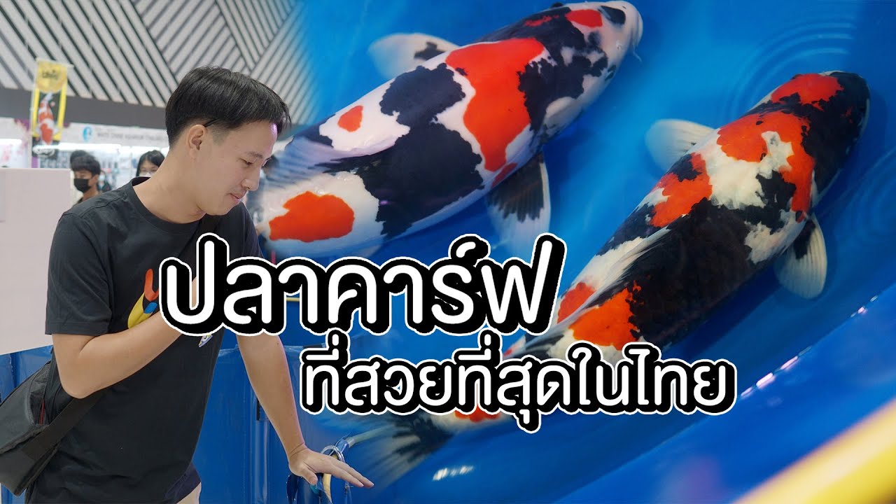 งานประกวดปลาคาร์ฟ TNPA ที่เดอะมอล์ 2023 | The PETTO EP.168