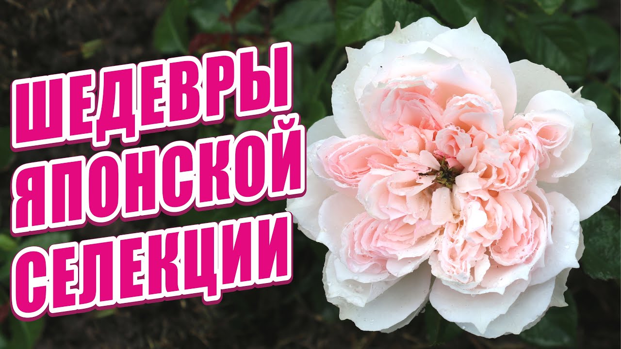 ШЕДЕВРЫ ЯПОНСКОЙ СЕЛЕКЦИИ