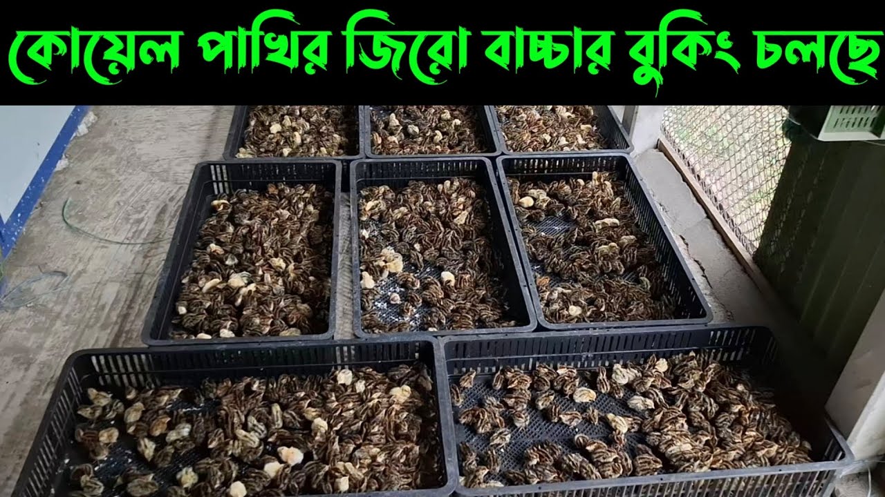 কোয়েল পাখির জিরো বাচ্চার বুকিং চলছে | কম দামে কোয়েল পাখির বাচ্চা কিনুন🐦