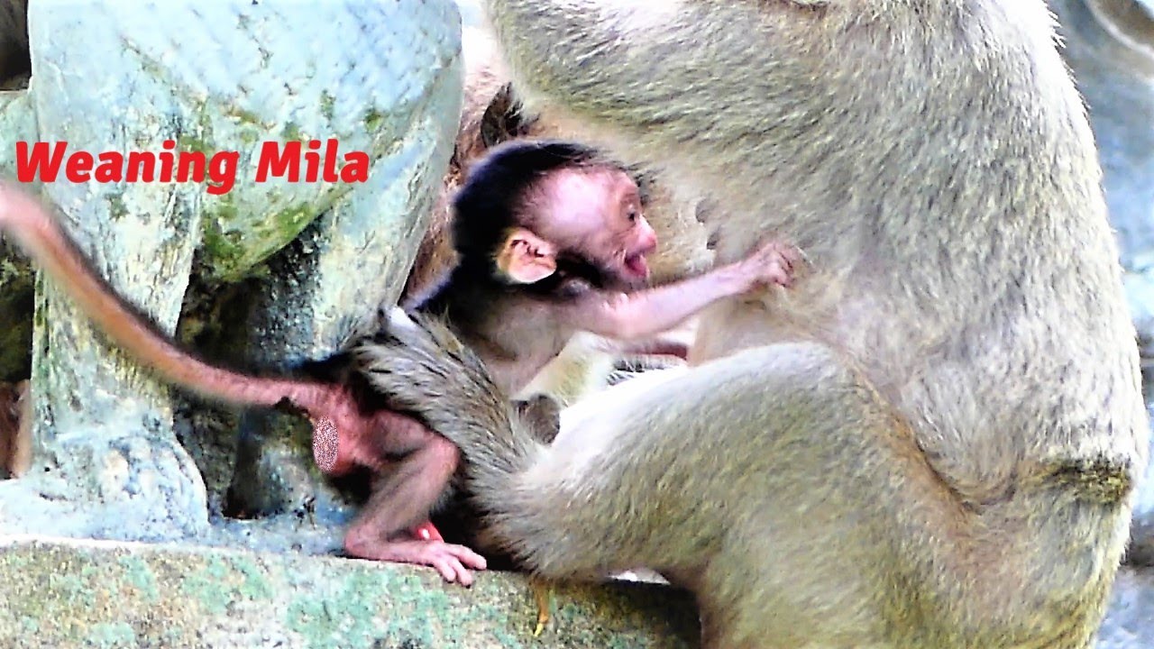 Break Heart and Full of Pithiness! Malika Weans Baby Mila Since Just for A Few Days