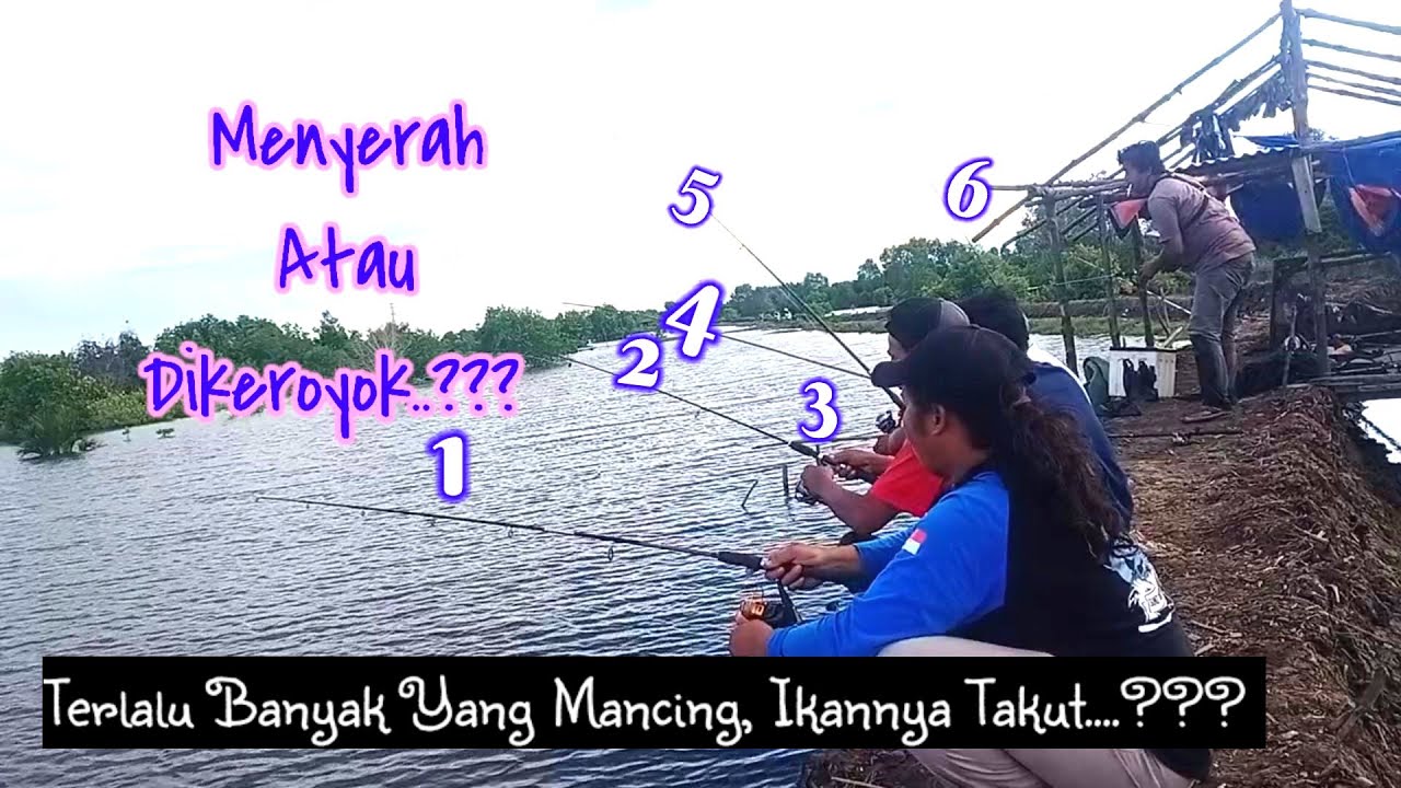 Ini Baru Mancing Keroyokan ||Tambak Liar Wak Surip || Belawan Medan