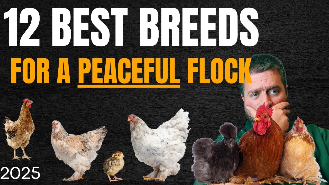 The 12 Best Chicken Breeds for a Peaceful Flock!