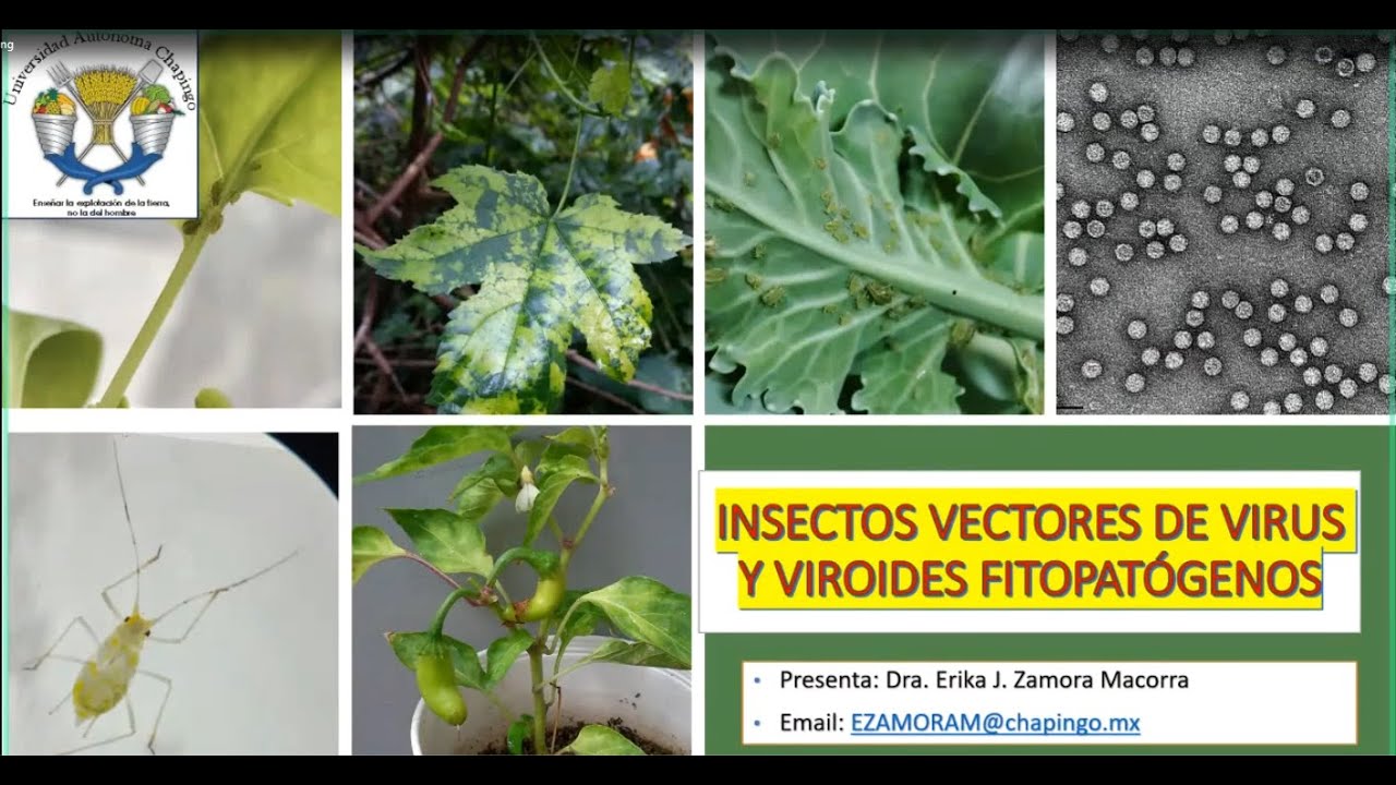 INSECTOS VECTORES DE VIRUS Y VIROIDES FITOPATÓGENOS