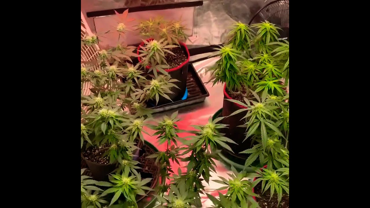 DAY# 33 FLOWER