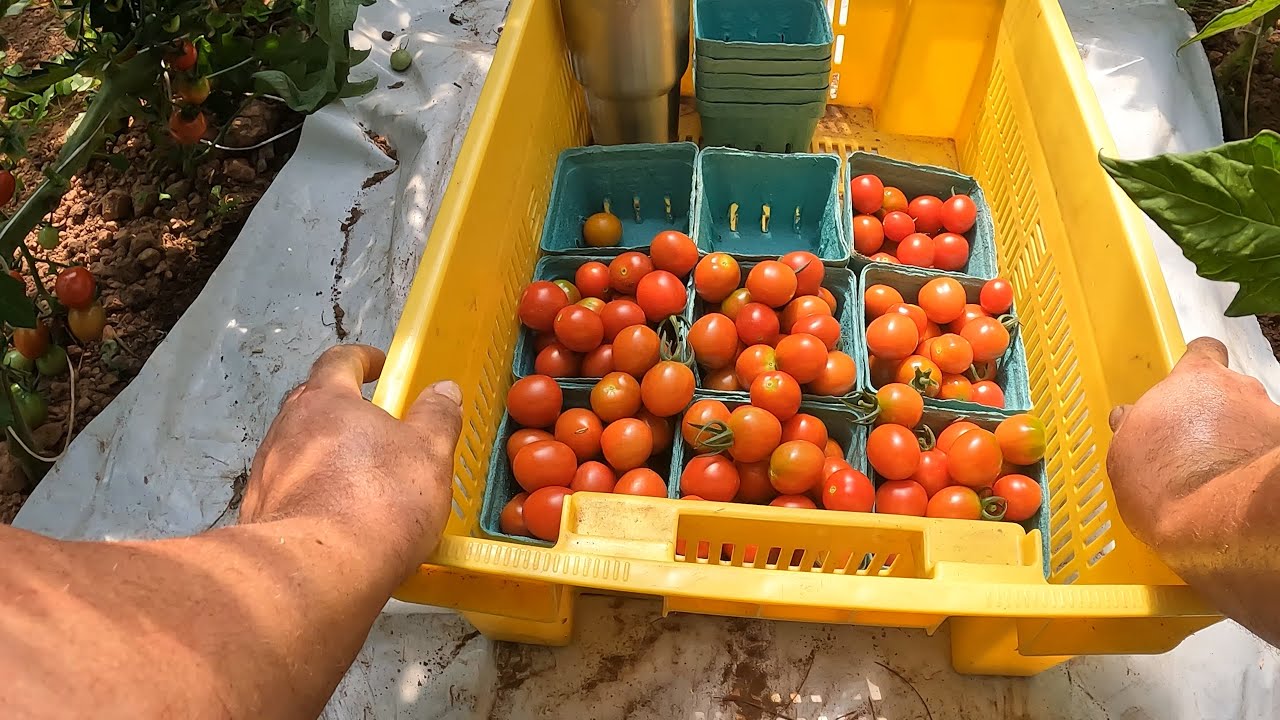Picking Cherry Tomatoes