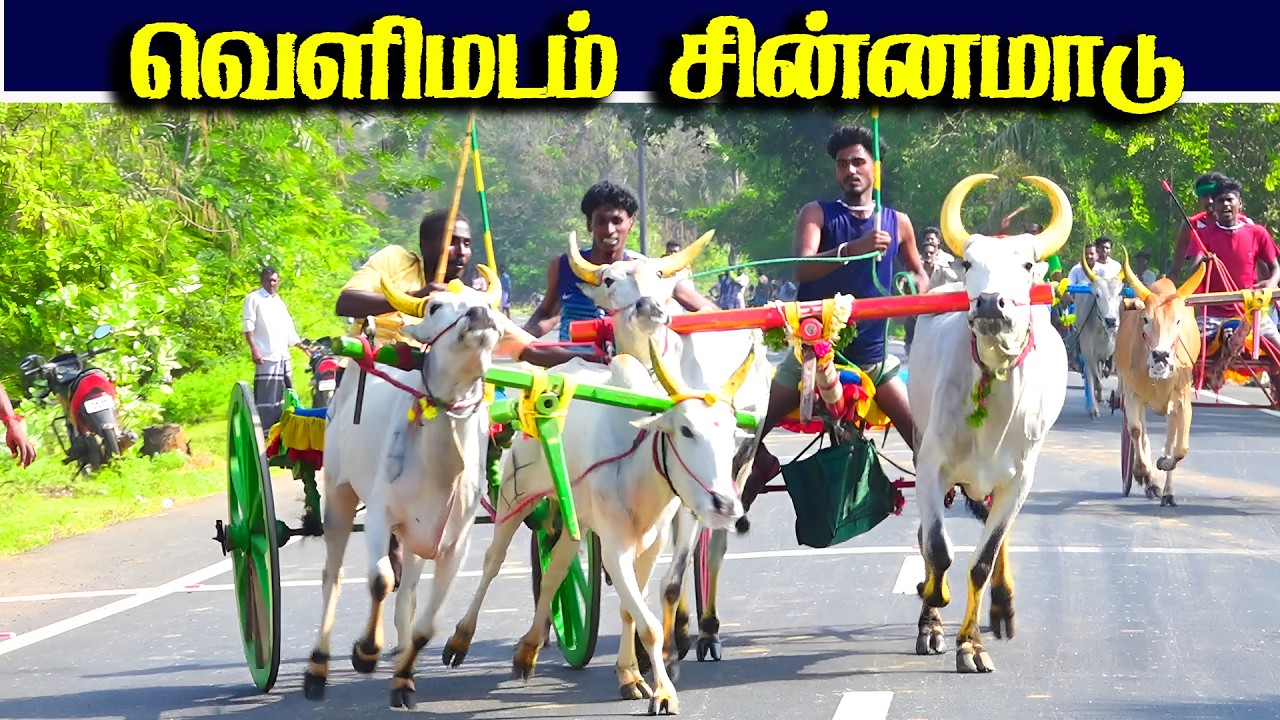 வெளிமடம் சின்னமாடு 2 பந்தயம் 14.02.2026