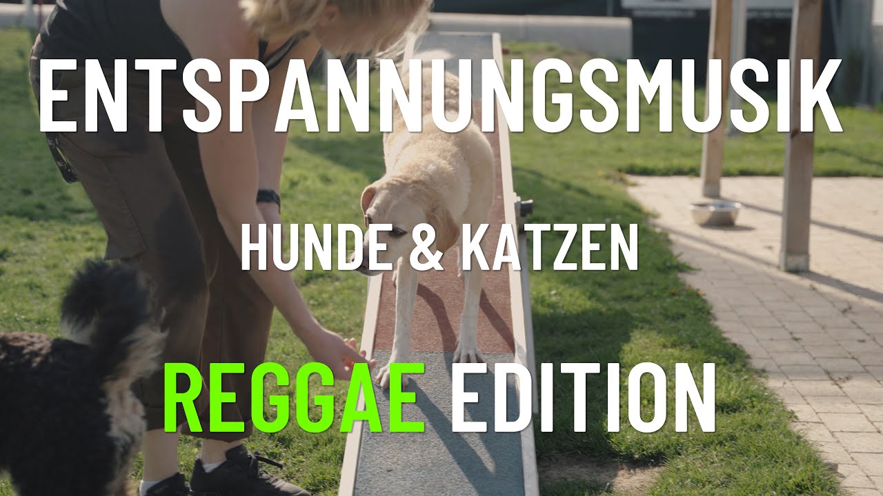 Entspannungsmusik für Hunde & Katzen | Reggae