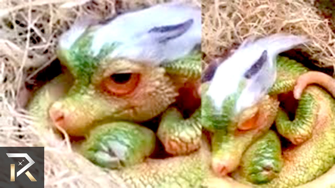 Mythical Creatures That Were Found In Real Life
