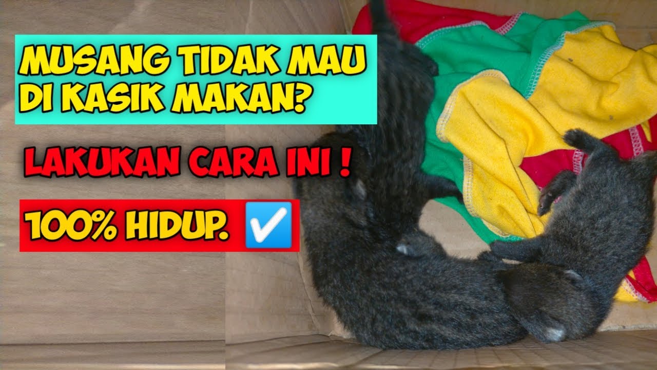 CARA MERAWAT ANAKAN MUSANG YANG MASIH BELUM MELEK